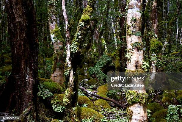 kahurangi national park flora (nothofagus menziesii) - kahurangi national park stock-fotos und bilder