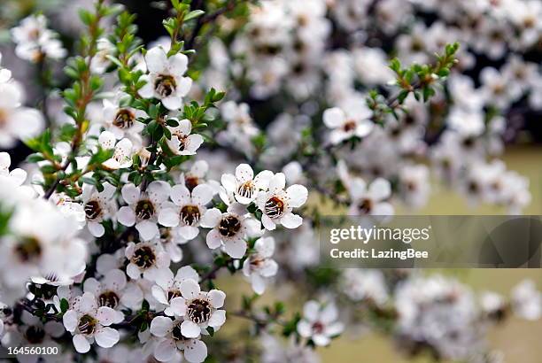 manuka (leptospermum scoparium) tea tree - tea tree stock pictures, royalty-free photos & images