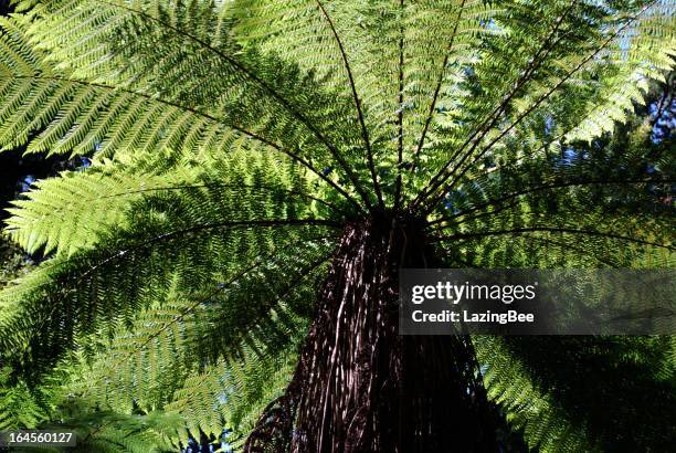 helecho arbóreo de queensland punga canopy, nueva zelanda - tree canopy pattern fotografías e imágenes de stock