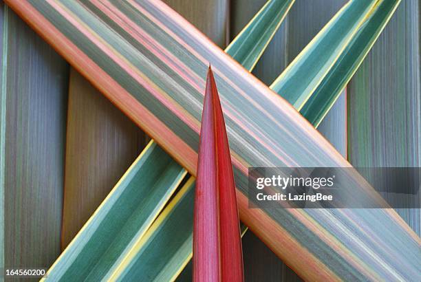 Harakeke Pattern Designs Maori Pattern Photos and Premium High Res Pictures - Getty Images
