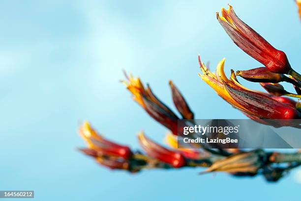 harakeke (new zealand flax) in bloom - plant stock pictures, royalty-free photos & images