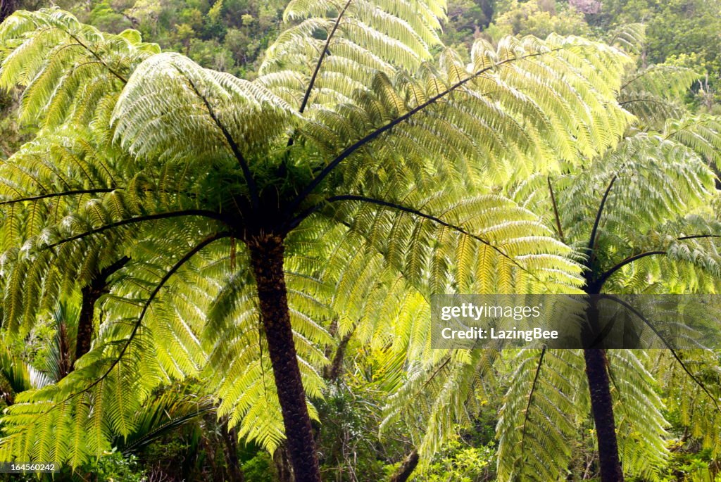 Ponga Tree Fern Canopy, New Zealand