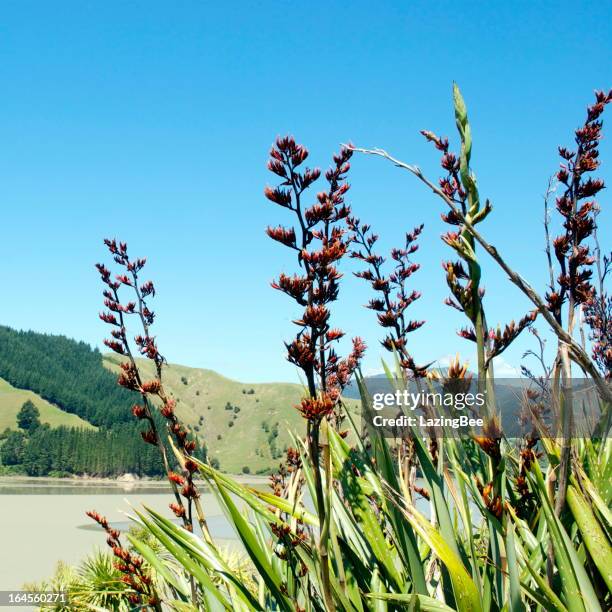 Harakeke Photos and Premium High Res Pictures - Getty Images