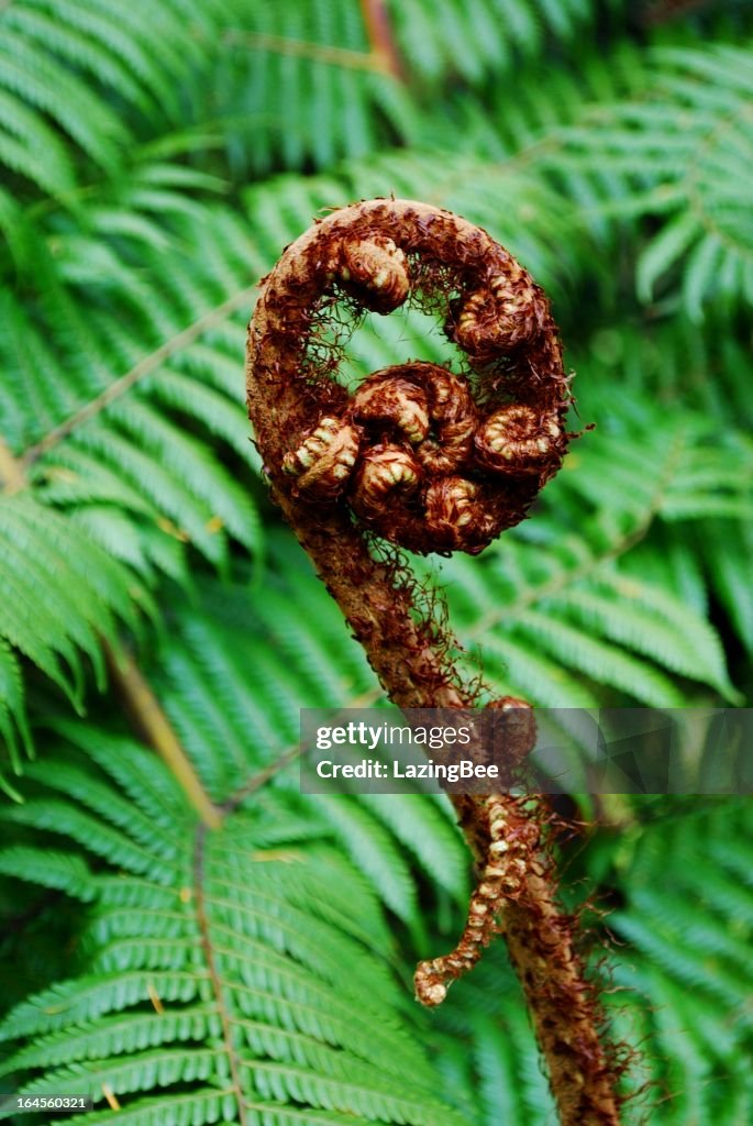 Punga Fern Frond (Koru)