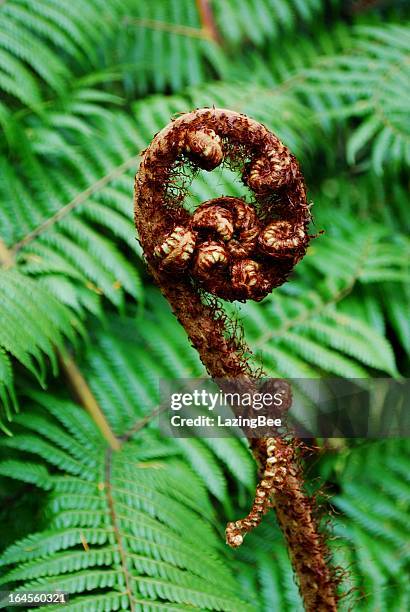 punga fern frond (koru) - koru pattern stock pictures, royalty-free photos & images