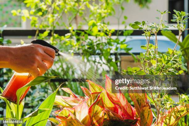 close-up shot of hand spraying liquid fertilizer on red aglaonema plant - fertiliser stock pictures, royalty-free photos & images