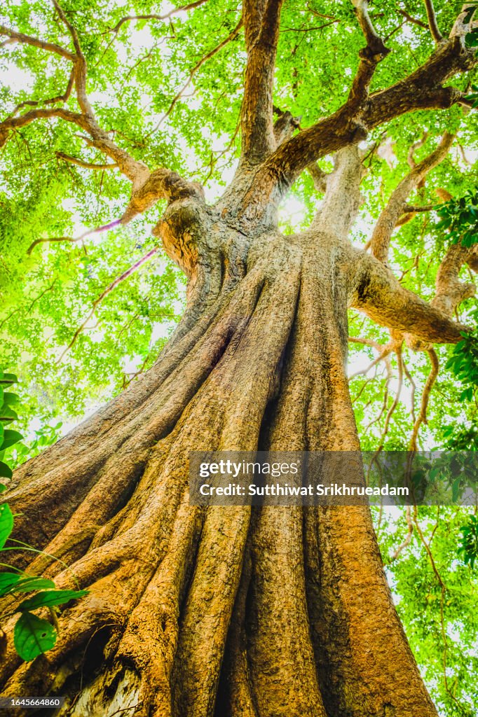 Low Angle View of Big Tree