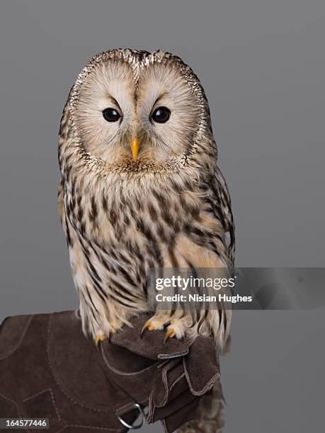 ural owl perched on falconers glove - ural owl stock-fotos und bilder