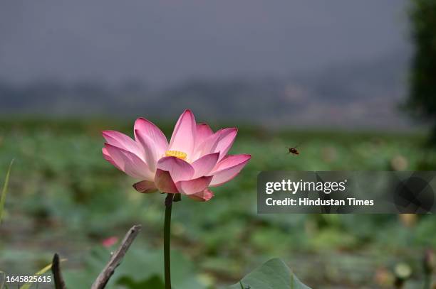 Lotus flower blooms in the interiors of Dal Lake on September 4, 2023 in Srinagar, India.