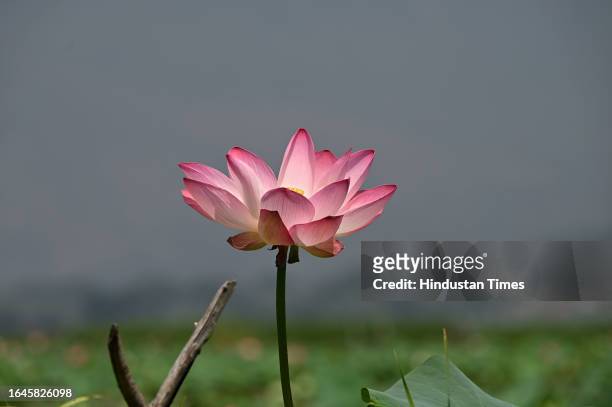 Lotus flower blooms in the interiors of Dal Lake on September 4, 2023 in Srinagar, India.