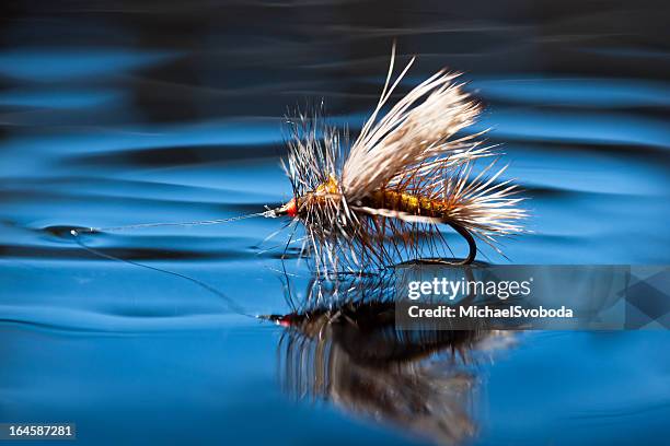 secar volar sobre la superficie del agua - fly fishing fotografías e imágenes de stock