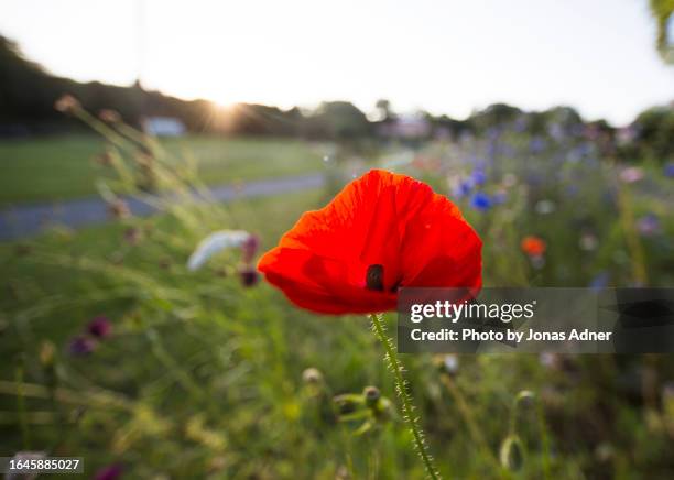 poppy on a meadow - djurgarden stock pictures, royalty-free photos & images