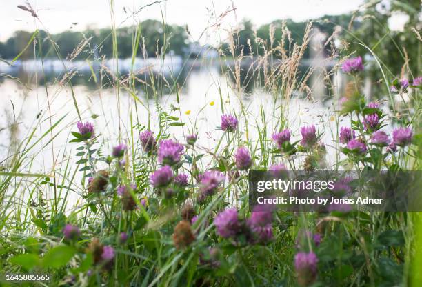 purple clover flowers - djurgarden stock pictures, royalty-free photos & images