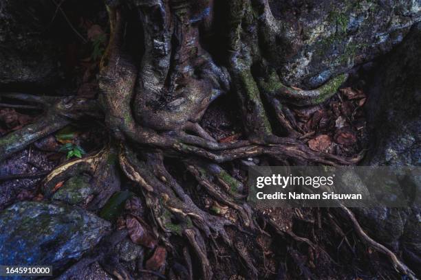 Dry Roots Tree Roots 1,176 Dry Tree Roots Stock Photos, High-Res Pictures, and Images ...