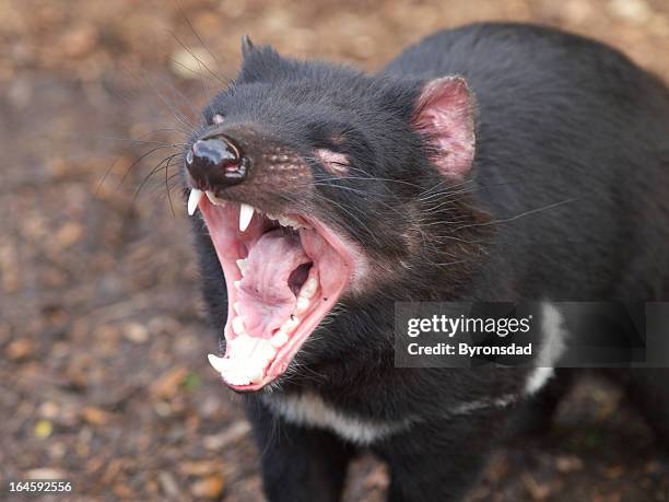 tasmanian devil mouth - tasmanian tourist destinations stock pictures, royalty-free photos & images