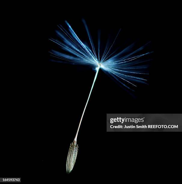 dandelion seed - paardebloemzaad stockfoto's en -beelden