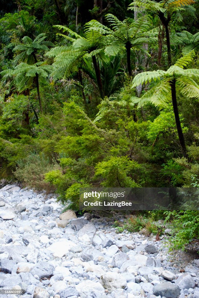 Punga Tree Ferns and Native Bush, New Zealand