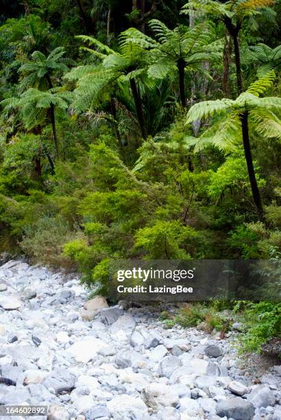 Punga 25 Punga Tree Stock Photos, High-Res Pictures, and Images - Getty Images
