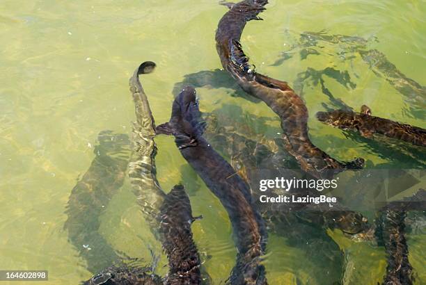 new zealand longfin eel (anguilla dieffenbachii) - nelson lakes national park stock pictures, royalty-free photos & images