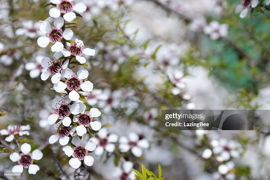 Manuka (Leptospermum scoparium) Tea Tree