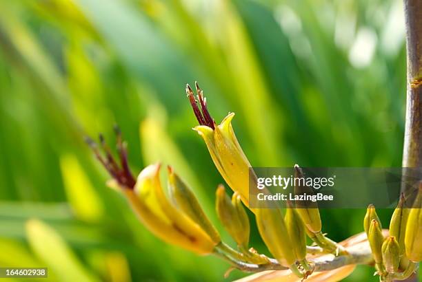 harakeke (new zealand mountain flachs) in bloom - new zealand yellow stock-fotos und bilder