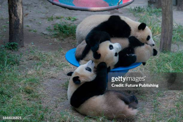 Young pandas vie for a turning bowl in a zoo in southwest China's Chongqing Municipality. Chongqing Zoo currently keeps 22 pandas.