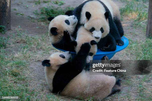 Young pandas vie for a turning bowl in a zoo in southwest China's Chongqing Municipality. Chongqing Zoo currently keeps 22 pandas.