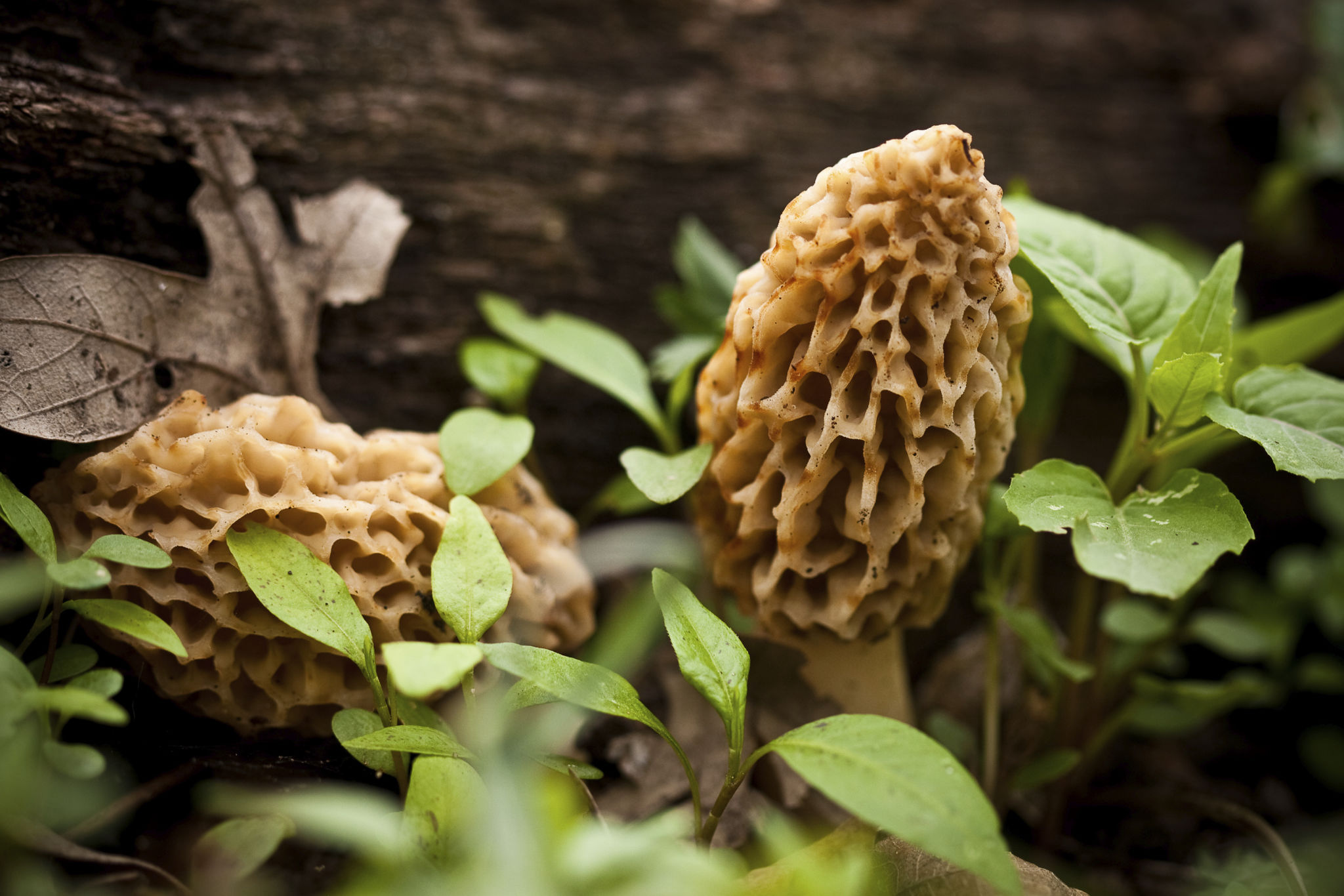 morel mushrooms