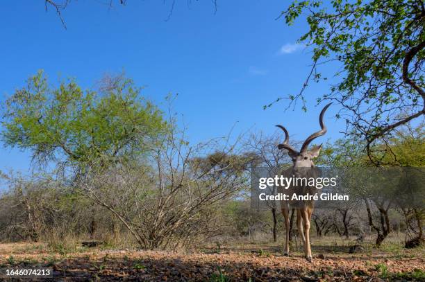 greater kudu (tragelaphus strepsiceros) - male kudu stock pictures, royalty-free photos & images