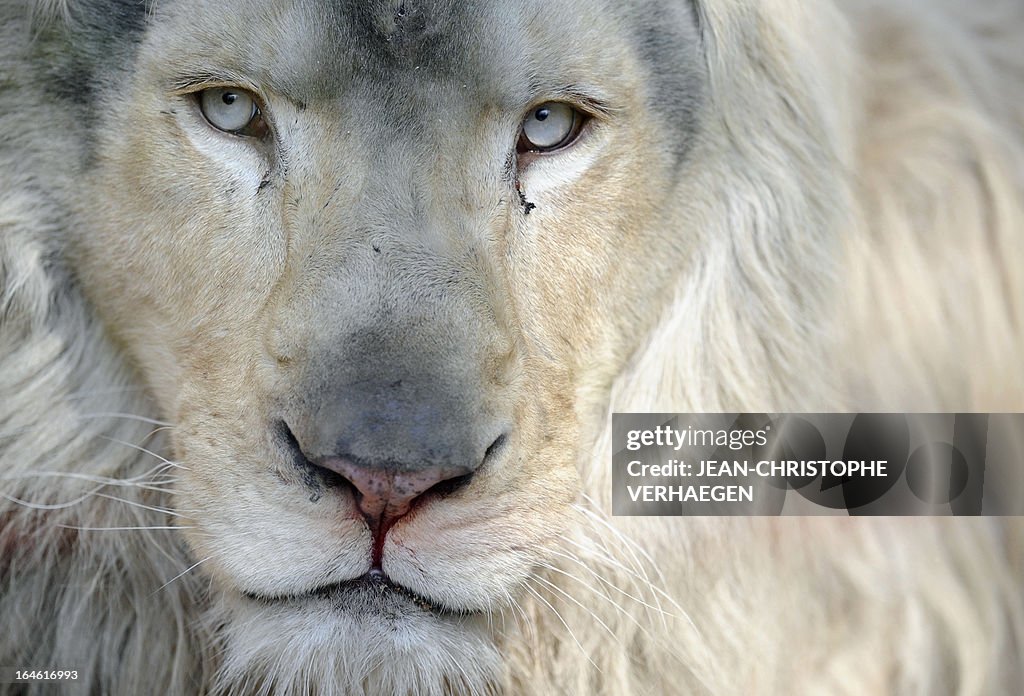 FRANCE-ZOO-LION