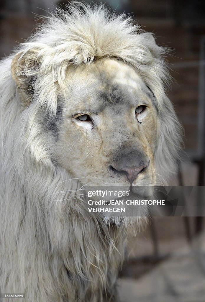 FRANCE-ZOO-LION