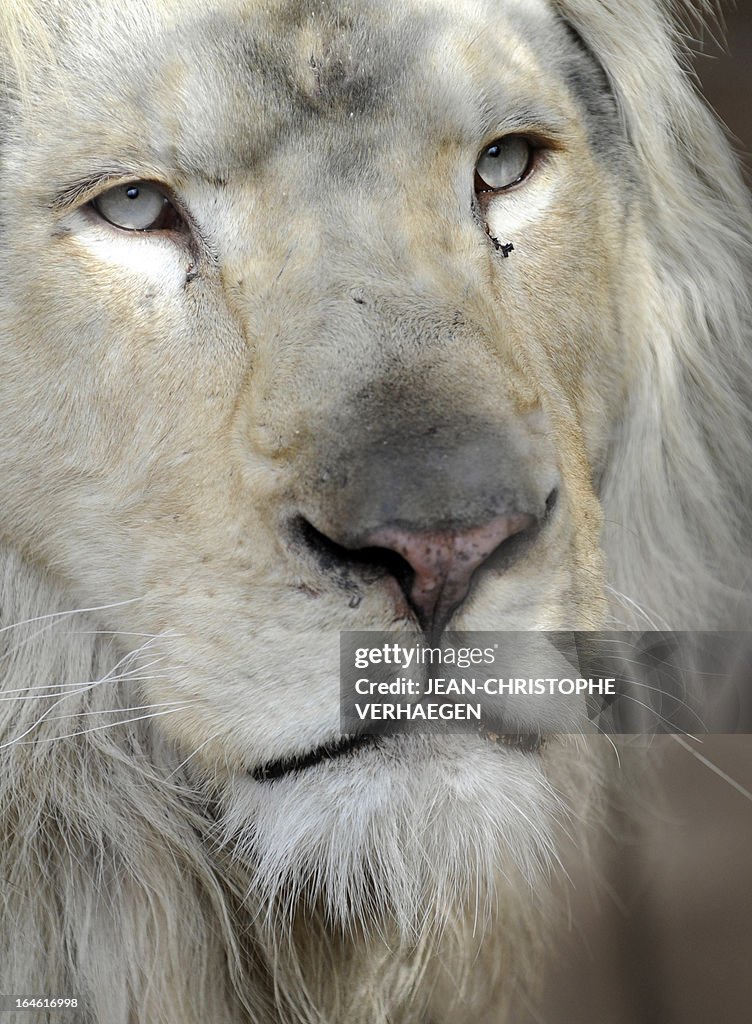 FRANCE-ZOO-LION