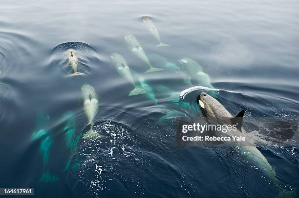 orcas bow riding - bando de mamíferos marinhos - fotografias e filmes do acervo