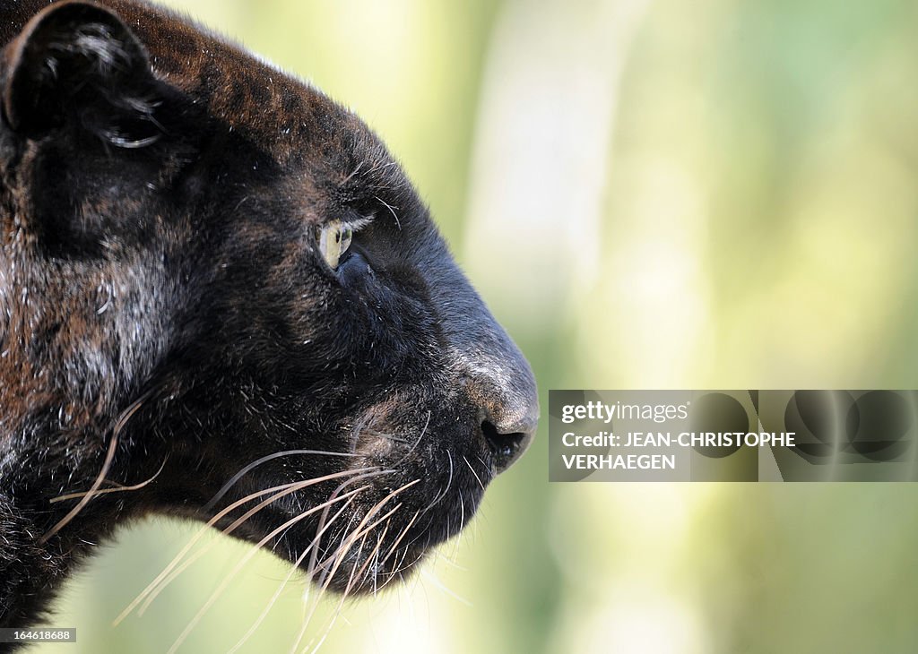 FRANCE-ZOO-LION