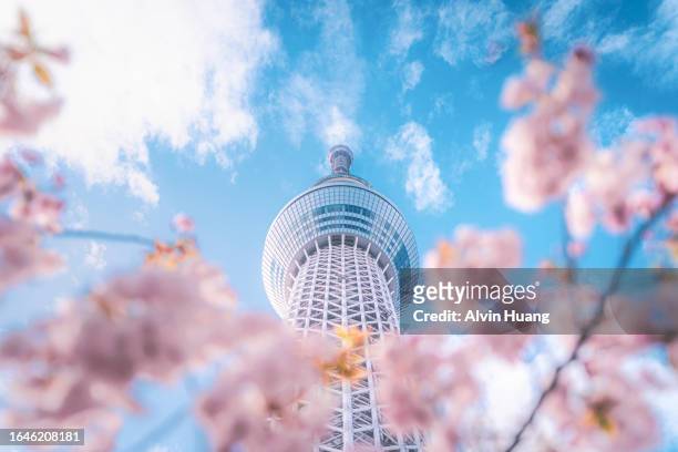 the pink cherry blossoms that bloom in spring and the tokyo skytree tower with blue sky. - tokyo prefecture stock pictures, royalty-free photos & images