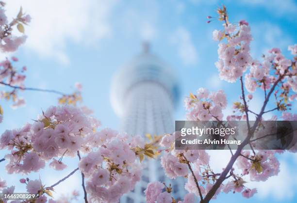 the pink cherry blossoms that bloom in spring and the tokyo skytree tower with blue sky. - cherry blossoms in full bloom in tokyo imagens e fotografias de stock