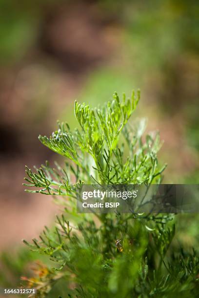 arquebus or aurone - southernwood flower stock pictures, royalty-free photos & images