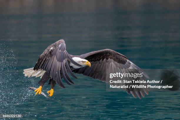 bald eagle catching fish in ocean - talon stock pictures, royalty-free photos & images