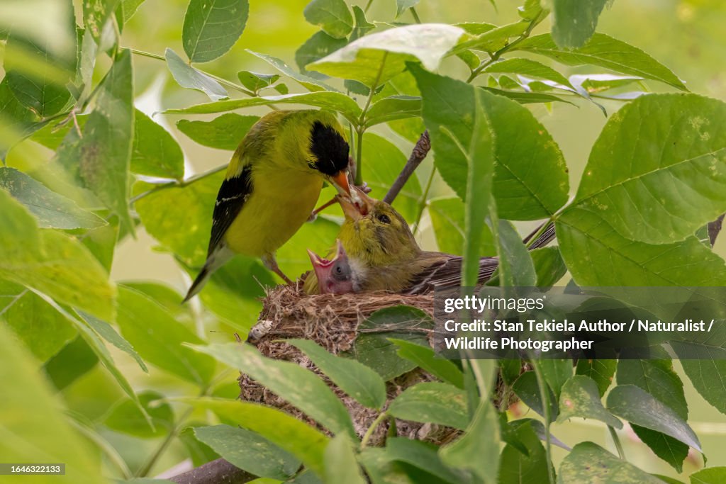 American Goldfinch male and female at nest