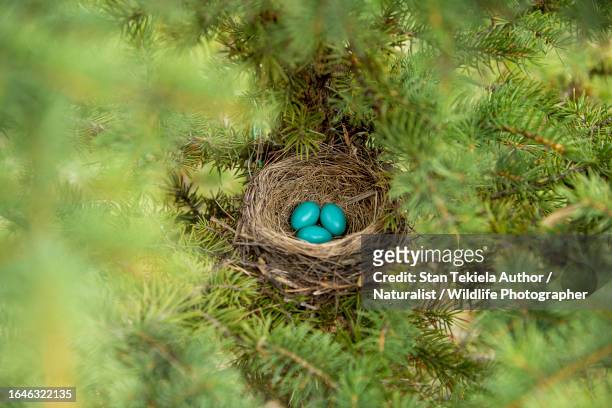 american robin nest and blue eggs - minnesota nature stock pictures, royalty-free photos & images