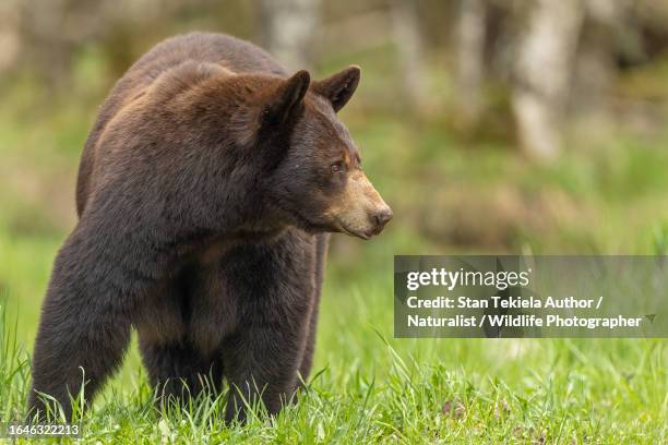 black bear walking, american black bear - black bear stock pictures, royalty-free photos & images