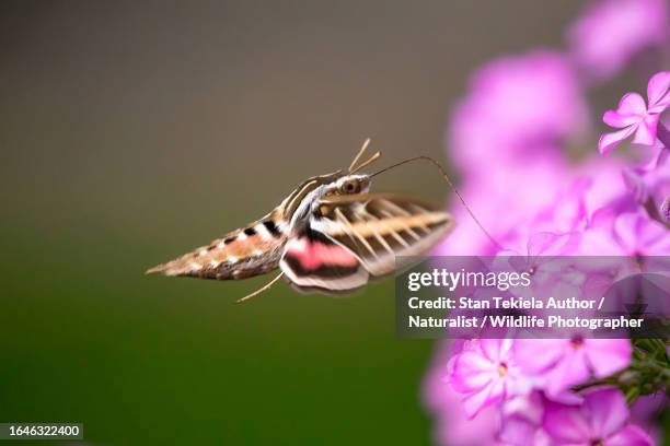 white-lined sphinx moth - sphinx moth stockfoto's en -beelden