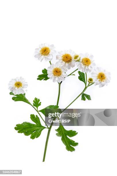 roman chamomile - pianta di camomilla foto e immagini stock
