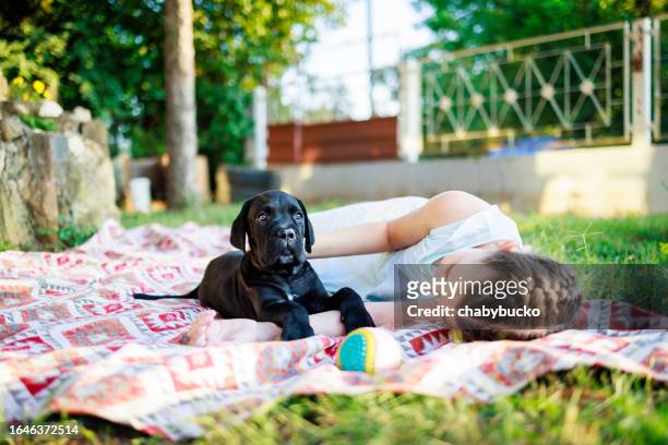 cane corso puppy lying down on blanket while cute girl cuddle him - cane corso stock pictures, royalty-free photos & images