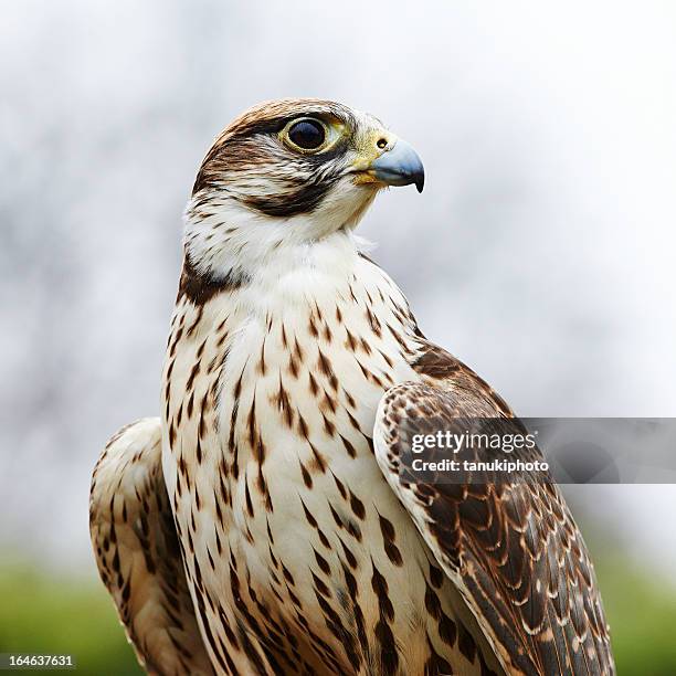 würgfalke falcon - falcon bird stock-fotos und bilder