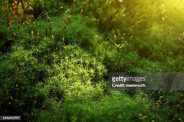 haircap moss - mos plant stockfoto's en -beelden