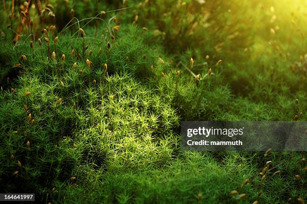 haircap moss - moss stock pictures, royalty-free photos & images