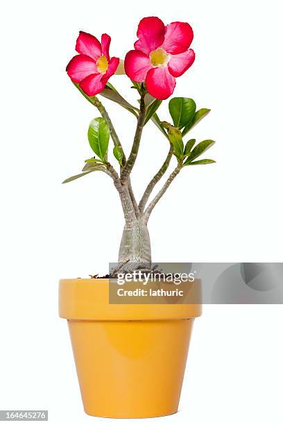 bottle tree in bloom - endangered species white background stock pictures, royalty-free photos & images