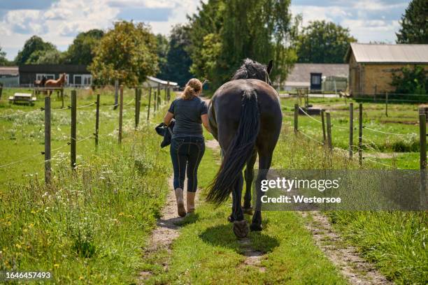 mid adult woman with black horse - behind the green horse stock pictures, royalty-free photos & images