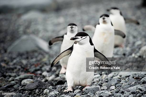 chinstrap penguins on the march - chinstrap penguin fotografías e imágenes de stock